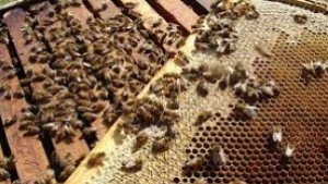 Пчелите в България намалели с 50 за три години