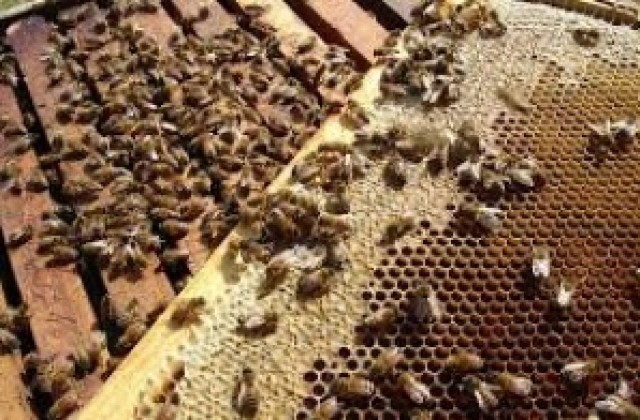 Пчелите в България намалели с 50% за три години