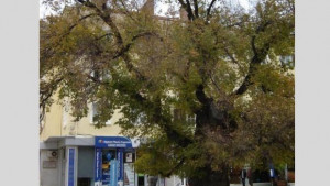 Сливенски творци четоха стихове в чест на победата на Стария