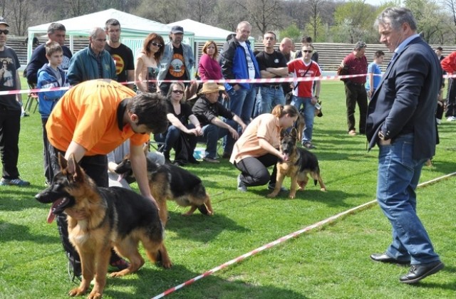 80 германски овчарски кучета от 4 страни на изложба в Димитровград