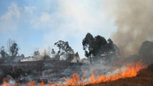 Сухата растителност се пали без да се спазват мерките за