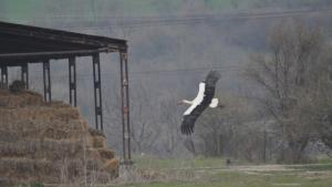И тази година в Белозем се надяват на много бебета