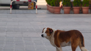 Бездомни псета нахапаха старица във Виница в кучкарника не вдигат