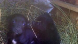 Вероятна история в стил Куче в чекмедже