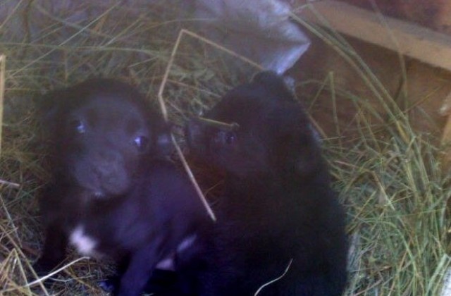 Вероятна история в стил Куче в чекмедже