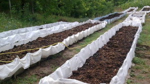 Организират семинар за отглеждане на калифорнийски червеи