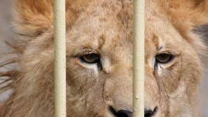 Дали циркът няма да загуби сърцето си ако му вземат