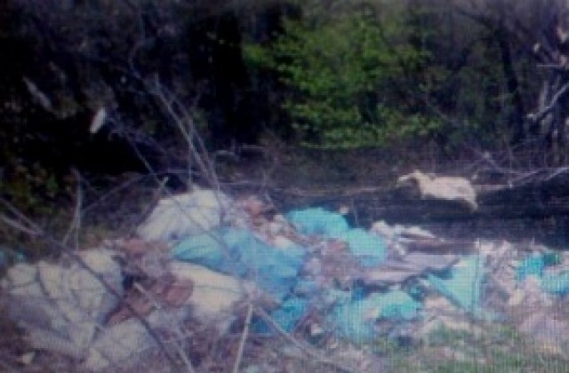 Превърнахме в бунище боровата гора край Петкова нива