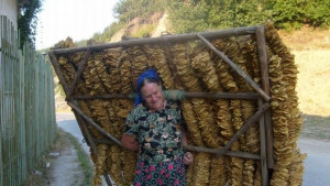 До края на април плащат на тютюнопроизводителите за реколта 2013