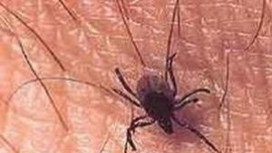 Пръскат срещу кърлежи