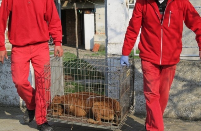 Нахапаната от питбули жена продължава да се бори за живота си