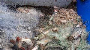 Бракониерски мрежи извадиха от язовир Съединение