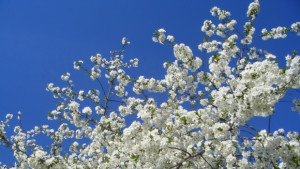 Остава слънчево с температури над 20