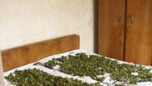 Откриха канабис в Багренци и хероин в кв Изток