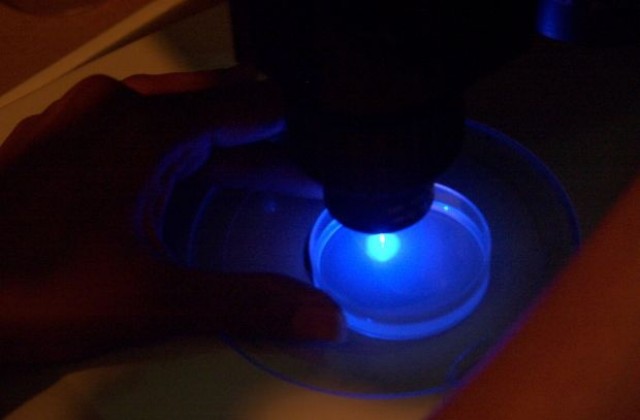 Черупка на стрида вдъхновява разработване на прозрачна военна броня