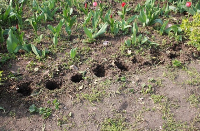 Крадец си украсява двора за сметка на община