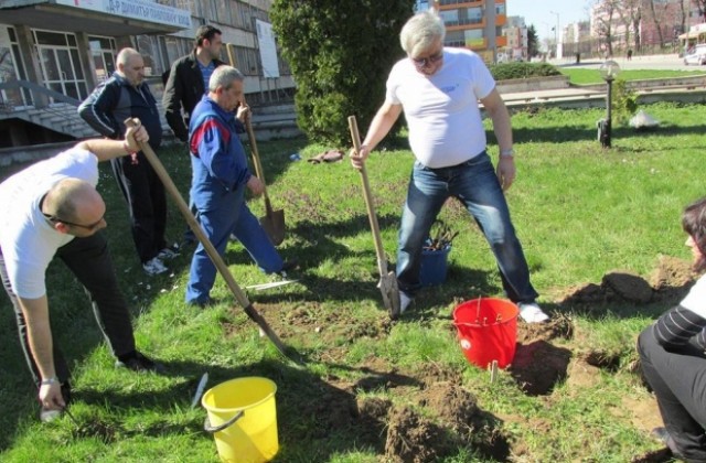 ГЕРБ-Свищов засади цветя на възлови места в града