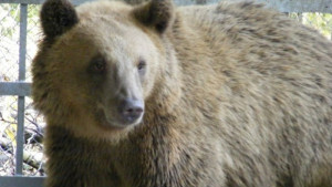 Бойка и Станди остават в Текето