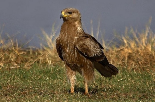 В защита на кресливия орел