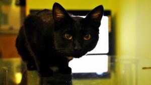 Котешки април в Mall Galleria