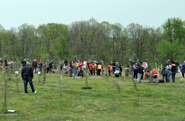 Засадиха 567-то дръвче в димитровградската Алея на живота