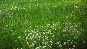 Започва борбата срещу кърлежи