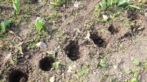 Засякоха жена да краде цветя от Крайдунавския парк