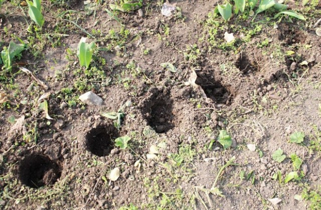 Засякоха жена да краде цветя от Крайдунавския парк