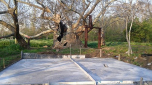 Изграждат беседка до Стария чинар