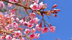 Черешово дърво пътува в Космоса