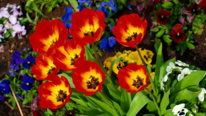 Изровиха лалетата от градинката пред общината