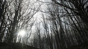 Българската гора расте като площ и възраст ползваме половината от