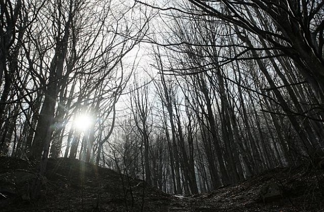Българската гора расте като площ и възраст – ползваме половината от това, което ражда