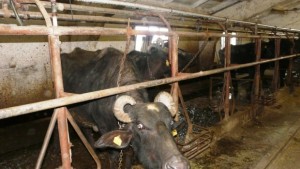 Сирене кашкавал и кисело мляко само от биволско мляко единствено