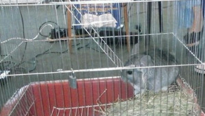 Показват чинчила на Панорамата на професионалното образование