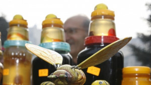 Пчелари Държавата натика сектора в ъгъла