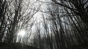 Климатичните промени морят иглолистните дървета