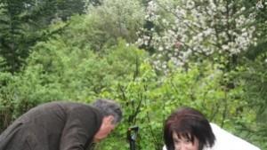 Засадиха 65 кипариса на Аязмото