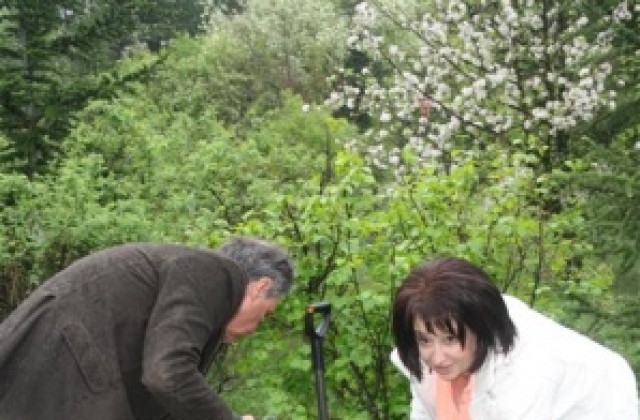 Засадиха 65 кипариса на Аязмото