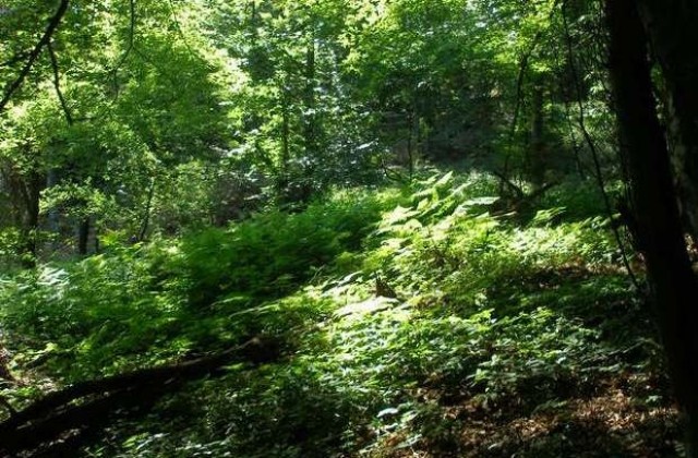 С 30 хил. кубика намалява добивът на дървесина в Ловешка и Плевенска област