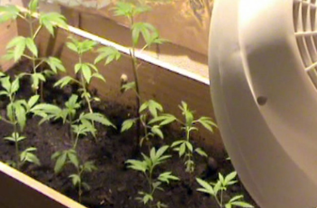 Задържаха жена с 14.13 грама канабис