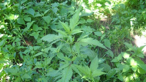 Задържаха младежи с 45 грама марихуана