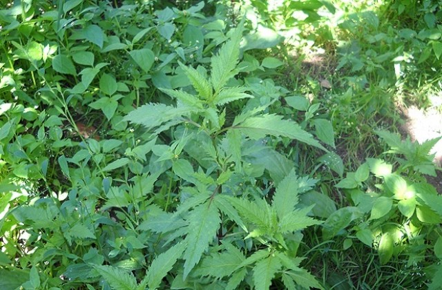 Задържаха младежи с 45 грама марихуана