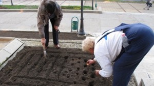 Хванаха крадеца на лалета