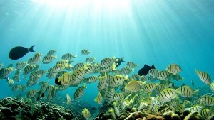 Глобалното затопляне убива инстинкта за самосъхранение на рибите