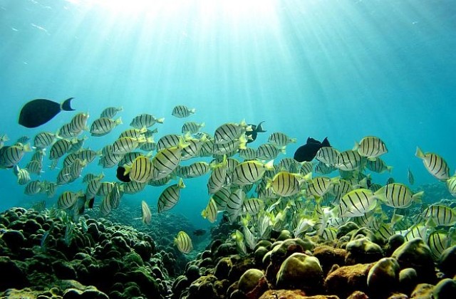 Глобалното затопляне убива инстинкта за самосъхранение на рибите