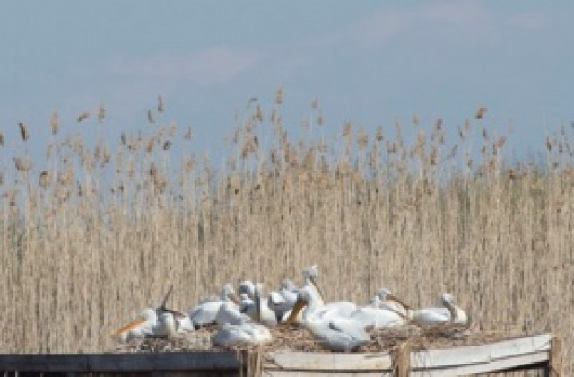 Ново поколение пеликани се излюпи в резервата „Сребърна”