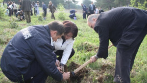 Засадиха 150 кипарисови фиданки край Дъбрава
