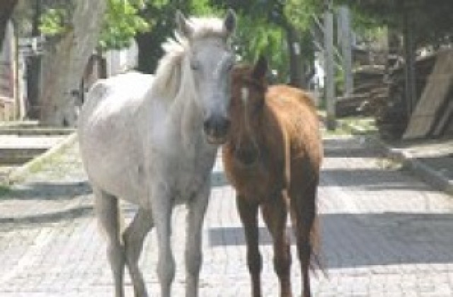 Арестуваха конекрадец  на 16 години