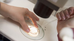 Разкриха тайната на яйцеклетката